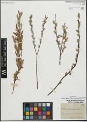 Foto von Salix repens subsp. rosmarinifolia (L.) Andersson